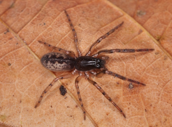 Segestria senoculata ist eine mittelgroße Spinne mit mehrheitlich brauner Färbung (Bild: © Christian Komposch) Segestria senoculata ist eine mittelgroße Spinne mit mehrheitlich brauner Färbung (Bild: © Christian Komposch)
