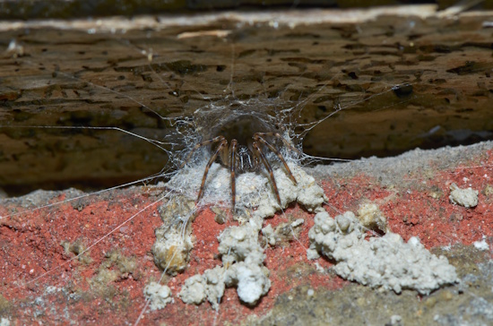 Die Gewöhnliche Fischernetzspinne - aufgenommen in einem Hinterhof in Wien (Bild: © Eckhart Derschmidt) Die Gewöhnliche Fischernetzspinne - aufgenommen in einem Hinterhof in Wien (Bild: © Eckhart Derschmidt)