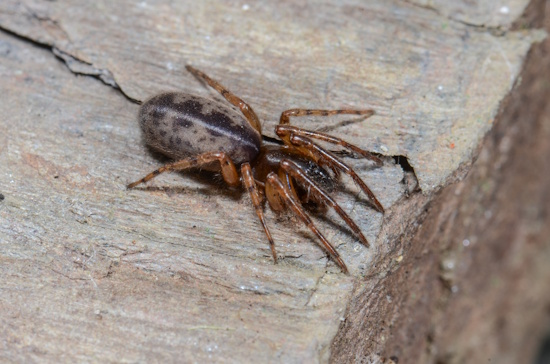 Die Gewöhnliche Fischernetzspinne - auf einem Felsen sitzend (Bild: © Hubert Höfer) Die Gewöhnliche Fischernetzspinne - auf einem Felsen sitzend (Bild: © Hubert Höfer)
