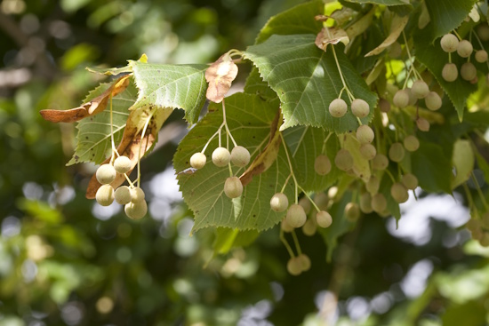 Früchte der Sommer-Linde (Bild: © Naturfoto Frank Hecker)