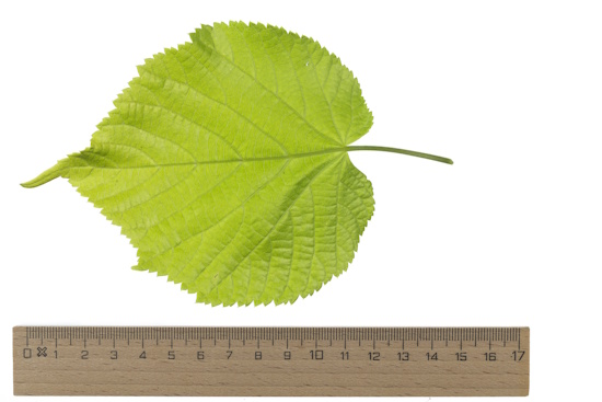 Blatt der Sommer-Linde (Tilia platyphyllos) - Bild: © Naturfoto Frank Hecker