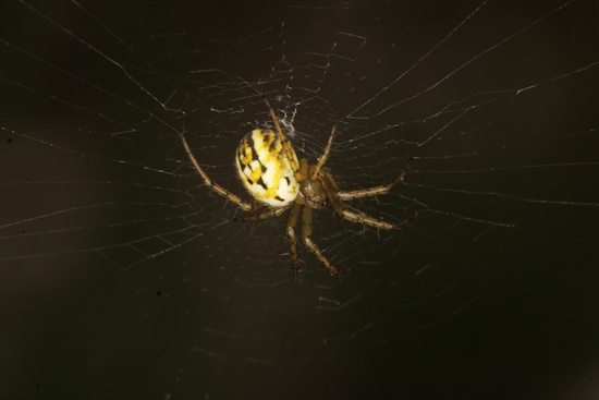 Die Spinne des Jahres 2026 - die Streifenkreuzspinne (Bild: © Julia Lamprecht, Oekoteam) Die Spinne des Jahres 2026 - die Streifenkreuzspinne (Bild: © Julia Lamprecht, Oekoteam)