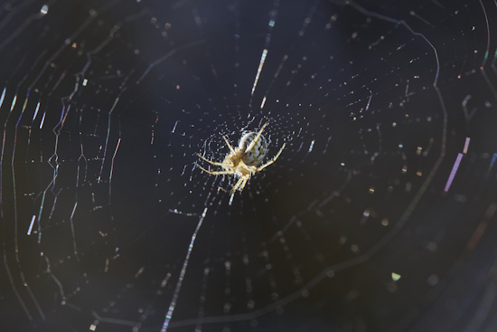 Die Streifenkreuzspinne hält sich tagsüber meist in der Mitte ihres Netzes auf (Bild: © Eckhart Derschmidt) Die Streifenkreuzspinne hält sich tagsüber meist in der Mitte ihres Netzes auf (Bild: © Eckhart Derschmidt)
