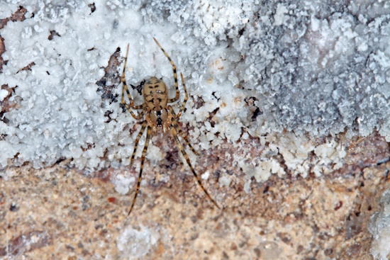 Die Gefleckte Höhlenspinne - hier ein Männchen an der Höhlenwand (Bild: © Klaus Bogon)