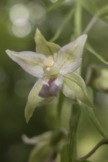Epipactis helleborine - Blüte - Bergkamen - Bergehalde Großes Holz (Bild: © B.Margenburg)