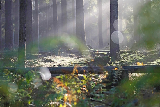 Waldgebiet des Jahres - Stadtwald Wiesbaden - für stimmungsvolle Walderlebnisse (Bild: © Müller / Stadt Wiesbaden) Waldgebiet des Jahres - Stadtwald Wiesbaden - für stimmungsvolle Walderlebnisse (Bild: © Müller / Stadt Wiesbaden)