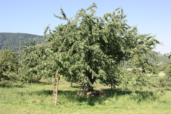 Der Baum der Ermstaler Knorpelkirsche ist stark wüchsig (Bild: © LRA Reutlingen) Der Baum der Ermstaler Knorpelkirsche ist stark wüchsig (Bild: © LRA Reutlingen)