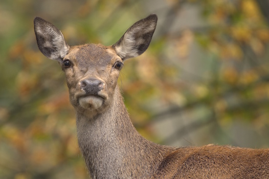 Rothirsche besiedeln Wälder im Gebirge und im Flachland - wichtig sind angrenzende Wiesen (Bild: © Thomas Martin)