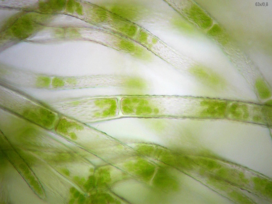 Das Filzige Haarkelchmoos ist ein Indikator in bedrohten Lebensräumen (Aufnahme: © Norbert Stapper / BLAM e.V.)