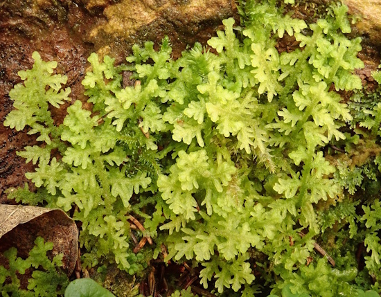 Trichocolea tomentella - Taubenberg, Oberbayern (Bild: © Wolfgang von Brackel / BLAM e.V.)