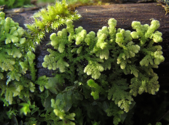 Trichocolea tomentella - Neumarkt/Oberpfalz (Bild: © Wolfgang von Brackel / BLAM e.V.