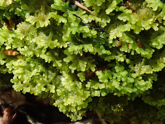 Das Filzige Haarkelchmoos ist in Deutschland gefährdet (Bild: © Christian Berg / BLAM e.V.)