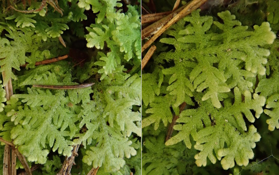 Die Fortpflanzung dieser Moosart ist schwierig, da die männlichen Pflanzen selten sind (Bild: © Christian Berg / BLAM e.V.)