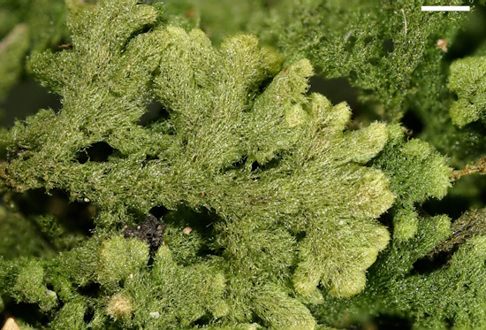 Das Filzige Haarkelchmoos ist zweihäusig - es gibt männliche und weibliche Pflanzen (Bild: © Norbert Stapper / BLAM e.V.)