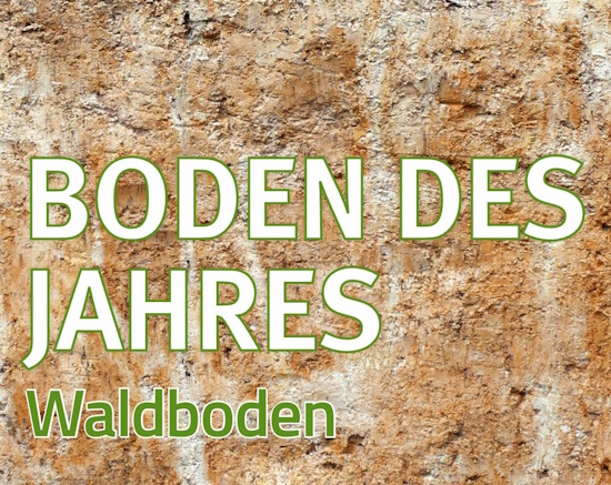 Der Boden des Jahres 2024 - der Waldboden (Aufnahme: © Kuratorium Boden des Jahres)