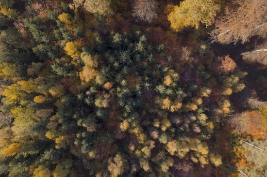 Waldgebiet des Jahres - vielfältige Baumartenmischung - im Herbst wunderschön gefärbt (Bild: © Müller / Stadt Wiesbaden) Waldgebiet des Jahres - vielfältige Baumartenmischung - im Herbst wunderschön gefärbt (Bild: © Müller / Stadt Wiesbaden)