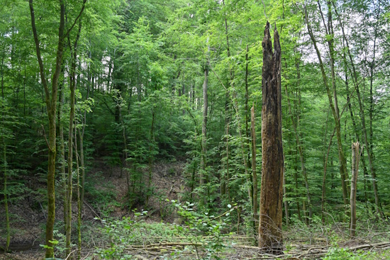 Waldgebiet des Jahres - Totholz ist nicht tot, sondern Lebensraum (Bild: © Müller / Stadtwald Wiesbaden) Waldgebiet des Jahres - Totholz ist nicht tot, sondern Lebensraum (Bild: © Müller / Stadtwald Wiesbaden)