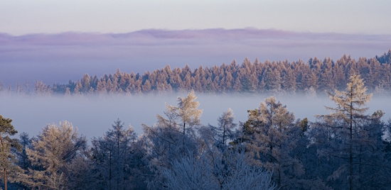 Waldgebiet des Jahres - es ist Winter - der Nebelwald (Bild: © Müller / Stadt Wiesbaden) Waldgebiet des Jahres - es ist Winter - der Nebelwald (Bild: © Müller / Stadt Wiesbaden)