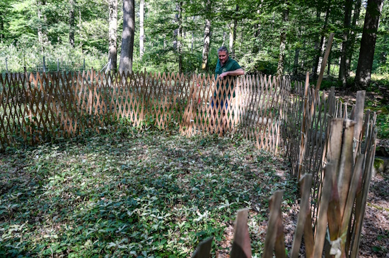 Waldgebiet des Jahres - Aufzucht junger Eichen - Zukunft des Waldes (Bild: © Müller / Stadtwald Wiesbaden) Waldgebiet des Jahres - Aufzucht junger Eichen - Zukunft des Waldes (Bild: © Müller / Stadtwald Wiesbaden)