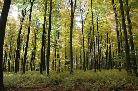 Waldgebiet des Jahres - Buchenwald mit Nachwuchs kleiner Buchensämlinge (Bild: © Müller / Stadt Wiesbaden) Waldgebiet des Jahres - Buchenwald mit Nachwuchs kleiner Buchensämlinge (Bild: © Müller / Stadt Wiesbaden)