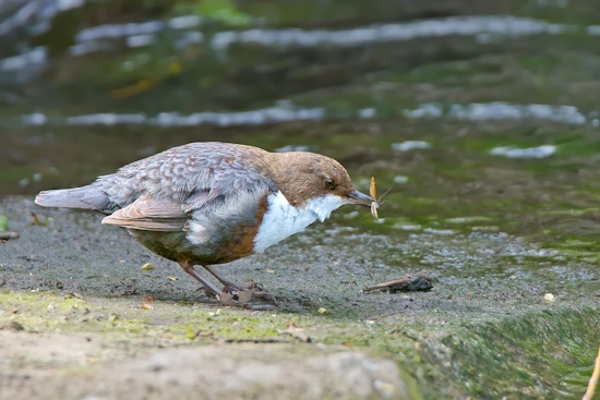 Die Wasseramsel hat Beute gemacht (Bild: © Gunther Zieger)