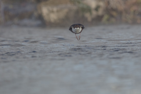 Wasseramsel im Flug über das Gewässer - kaum dagegen wird eine Wiese überquert (Bild: © Gunther Zieger)