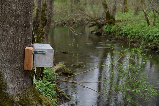 In der Nähe des Nistkastens sprudelt das Wasser und die Steine im Wasser werden als Ansitz genutzt (Bild: © Michael Schiller)