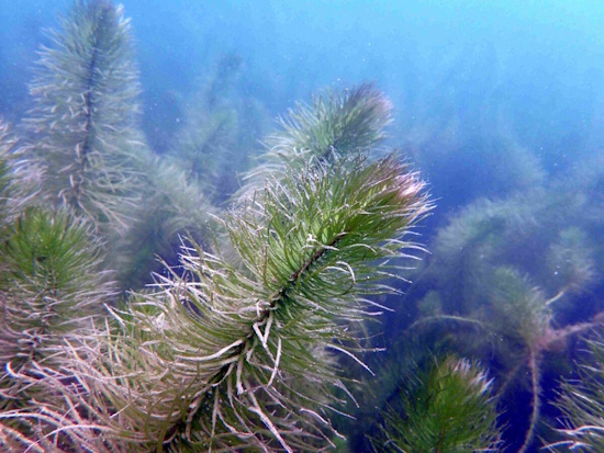 Unterwasserform des Gewöhnlichen Tannenwedels (Bild: © VDST / Silke Oldorff)