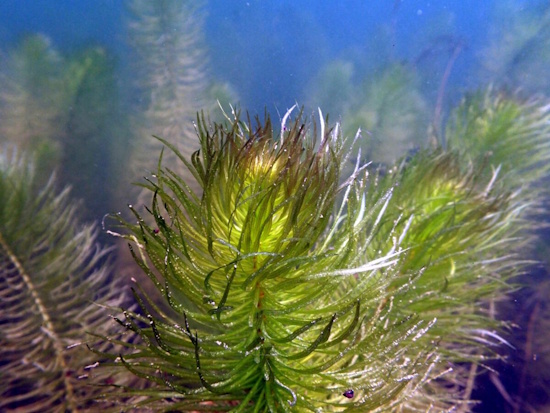 In Deutschland steht der Gewöhnliche Tannenwedel auf der Roten Liste (Bild: © VDST / Silke Oldorff)