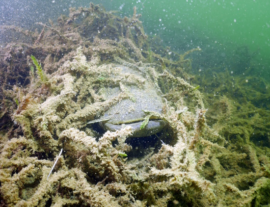 Fische verstecken sich gern im Quellmoos, so wie dieser Wels (Bild: © VDST / Silke Oldorff) Fische verstecken sich gern im Quellmoos, so wie dieser Wels (Bild: © VDST / Silke Oldorff)