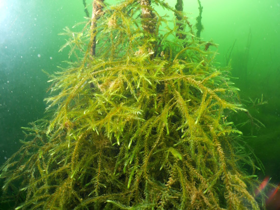 Gut erkennbar, die Blätter sind in drei Längsreihen an den Trieb angeordnet (Bild: © VDST / Silke Oldorff) Gut erkennbar, die Blätter sind in drei Längsreihen an den Trieb angeordnet (Bild: © VDST / Silke Oldorff)