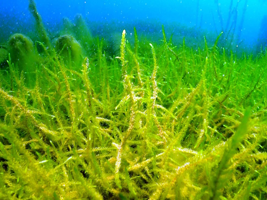 Das Quellmoos bildet große flutende Bestände (Bild: © VDST / Silke Oldorff) Das Quellmoos bildet große flutende Bestände (Bild: © VDST / Silke Oldorff)