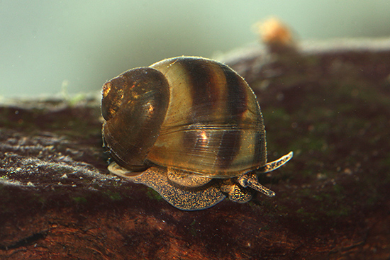 Die Stumpfe Flussdeckelschnecke ist das Weichtier des Jahres 2025 (Aufnahme: © Haus der Natur - Cismar)