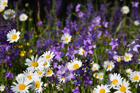 Die Glockenblume lockt ihre dienstbaren Insekten mit einem intensiven Duft an (Bild: © Julia Schenkenberger) Die Glockenblume lockt ihre dienstbaren Insekten mit einem intensiven Duft an (Bild: © Julia Schenkenberger)