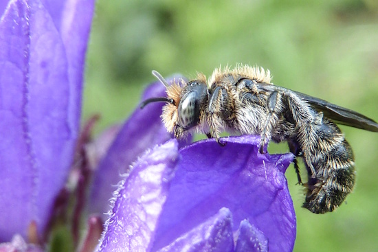 Die Glockenblumen-Scherenbiene ist auf die Glockenblumen angewiesen (Bild: © Iris Willeckeba) Die Glockenblumen-Scherenbiene ist auf die Glockenblumen angewiesen (Bild: © Iris Willeckeba)