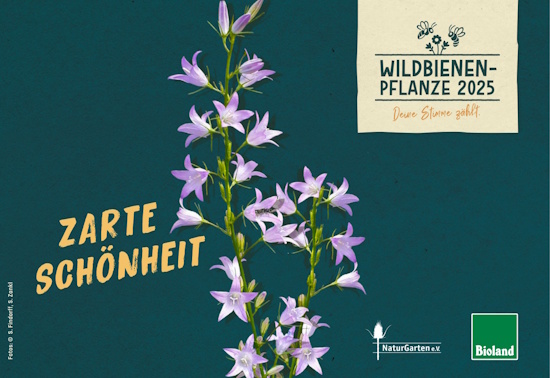 Die Wiesen-Glockenblume ist die Wildbienenpflanze des Jahres 2025 (Banner: © Bioland / NaturGarten e.V.)