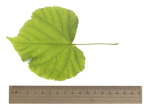 Blatt der Winterlinde (Tilia cordata) - Bild: © Naturfoto Frank Hecker