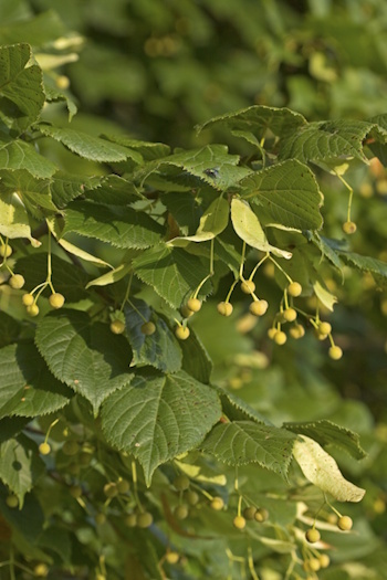 Früchte der Winterlinde (Bild: © Naturfoto Frank Hecker)
