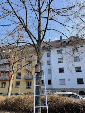 Winterlinde mit Singvogel-Nistkasten inmitten der Stadt Würzburg (Bild: © Neckermann)