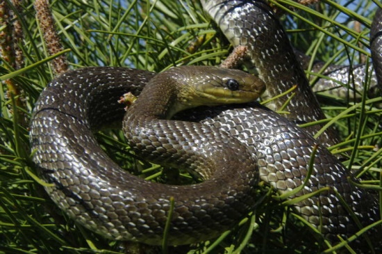 Die Äskulapnatter ist in Deutschland stark gefährdet und isoliert (Bild: © Andreas Nöllert)