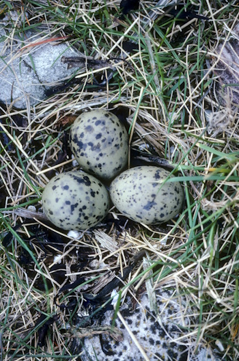 Ein Gelege der Zwergseeschwalbe - selten zwischen kleinen Steinen (Bild: © Frank Hecker) Ein Gelege der Zwergseeschwalbe - selten zwischen kleinen Steinen (Bild: © Frank Hecker)