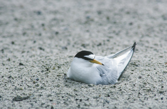 Brütende Zwergseeschwalbe (Bild: © Naturfoto Frank Hecker) Brütende Zwergseeschwalbe (Bild: © Naturfoto Frank Hecker)