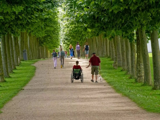 Allee des Jahres 2024 - Platanen-Allee im LVR-Archäologischen Park Xanten (Bild: © Jürgen Guhlke) Allee des Jahres 2024 - Platanen-Allee im LVR-Archäologischen Park Xanten (Bild: © Jürgen Guhlke)
