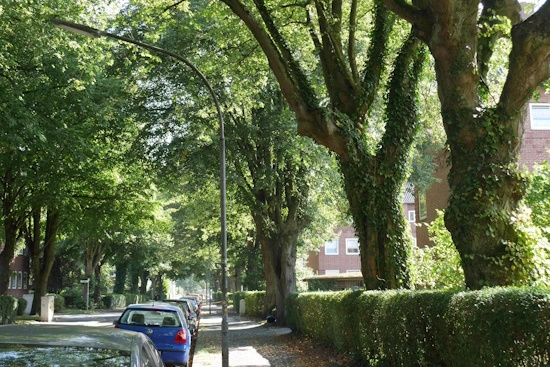 Allee des Jahres 2024 - Platz 2. - Linden-Allee in der Störtebekerstrasse, Wilhelmshaven (Bild: © Katharina Dietrich) Allee des Jahres 2024 - Platz 2. - Linden-Allee in der Störtebekerstrasse, Wilhelmshaven (Bild: © Katharina Dietrich)