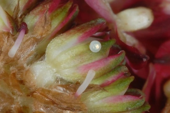 Abgelegtes Ei des Dunklen Wiesenknopf-Ameisenbläuling in einem Blütenstand des Großen Wiesenknopfs (Bild: © Wolfgang Wagner) Abgelegtes Ei des Dunklen Wiesenknopf-Ameisenbläuling in einem Blütenstand des Großen Wiesenknopfs (Bild: © Wolfgang Wagner)
