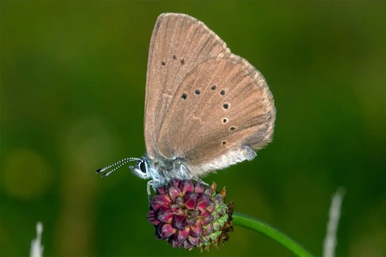 Der Dunkle Wiesenknopf-Ameisenbläuling ist der Schmetterling des Jahres 2026 (Bild: © Tim Laußmann) Der Dunkle Wiesenknopf-Ameisenbläuling ist der Schmetterling des Jahres 2026 (Bild: © Tim Laußmann)