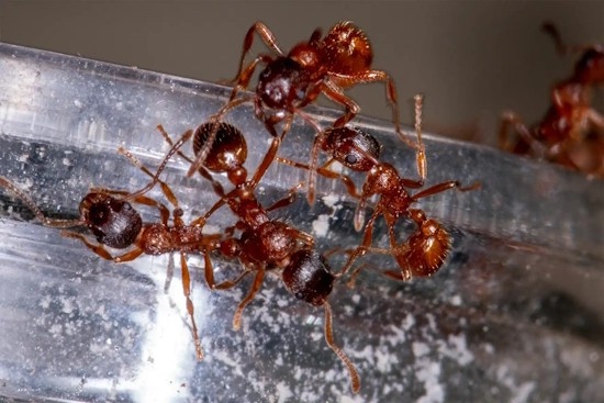 Die Rote Gartenameise in deren Nester Larven des Dunklen Wiesenknopf-Ameisenbläulings räuberisch leben (Bild: © Tim Laußmann) Die Rote Gartenameise in deren Nester Larven des Dunklen Wiesenknopf-Ameisenbläulings räuberisch leben (Bild: © Tim Laußmann)