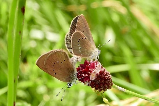 Der Dunkle Wiesenknopf-Ameisenbläuling ist der Schmetterling des Jahres 2026 (Bild: © Brigitte Schmälter)