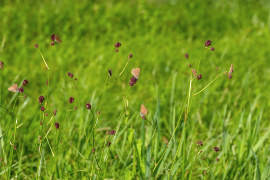 Der Lebensraum des Dunklen Wiesenknopf-Ameisenbläuling ist selten geworden (Bild: © Tim Laußmann) Der Lebensraum des Dunklen Wiesenknopf-Ameisenbläuling ist selten geworden (Bild: © Tim Laußmann)