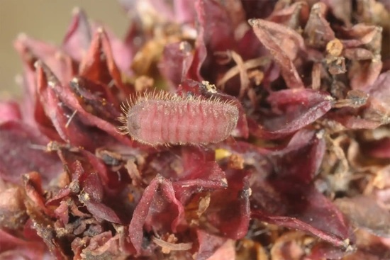 Raupe des Dunklen Wiesenknopf-Ameisenbläuling in einer Blüte des Großen Wiesenknopfs (Bild: © Wolfgang Wagner) Raupe des Dunklen Wiesenknopf-Ameisenbläuling in einer Blüte des Großen Wiesenknopfs (Bild: © Wolfgang Wagner)